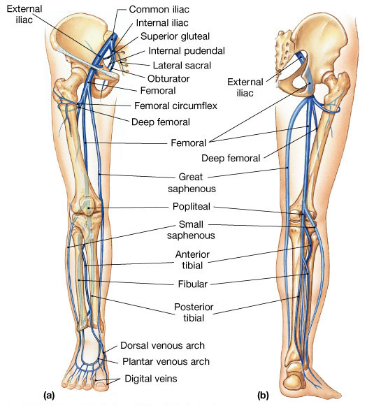 Anatomy Course 7 - Lower Limb