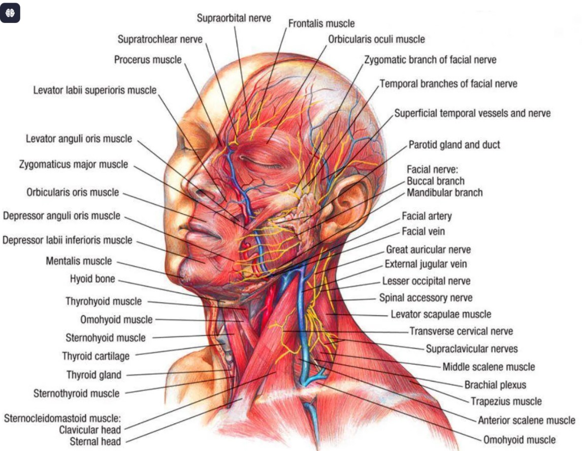 Anatomy Course 8 - Head and Neck
