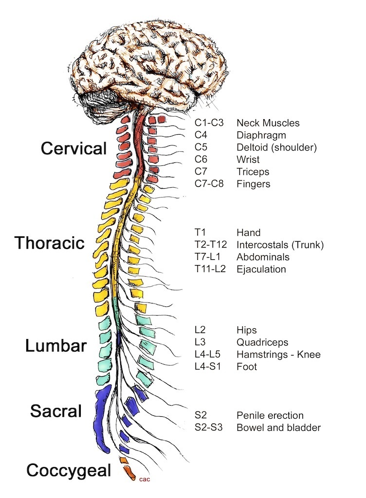 Anatomy Course 9- Central Nervous system